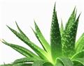 Az Aloe Vera hasznos a fogaknak és az ínynek is