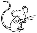 Újra kinő a fog, az egereknél már működik az új fogászati eljárás